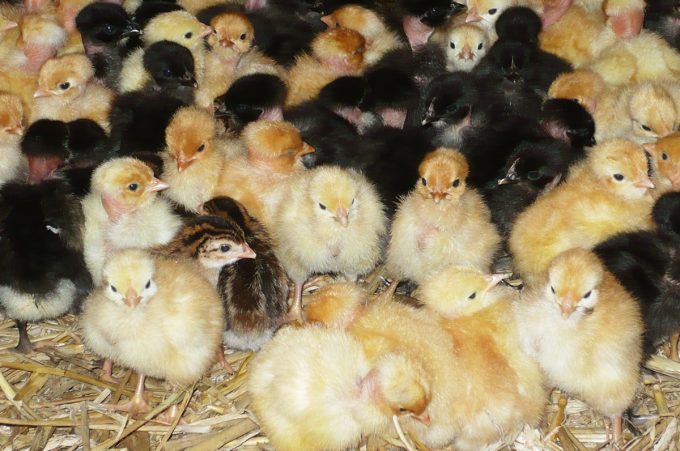 La Basse Cour et ses poussins noir et or