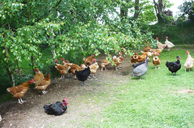 La Basse Cour prend le grand air sous les haies