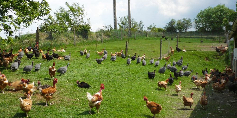 Oeufs bio, Label Rouge ou Plein air : lesquels choisir ?