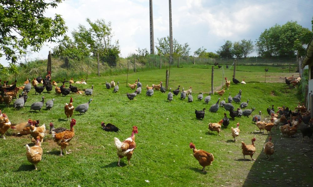 Oeufs bio, Label Rouge ou Plein air : lesquels choisir ?