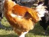 La Basse Cour et ses poulets de chair