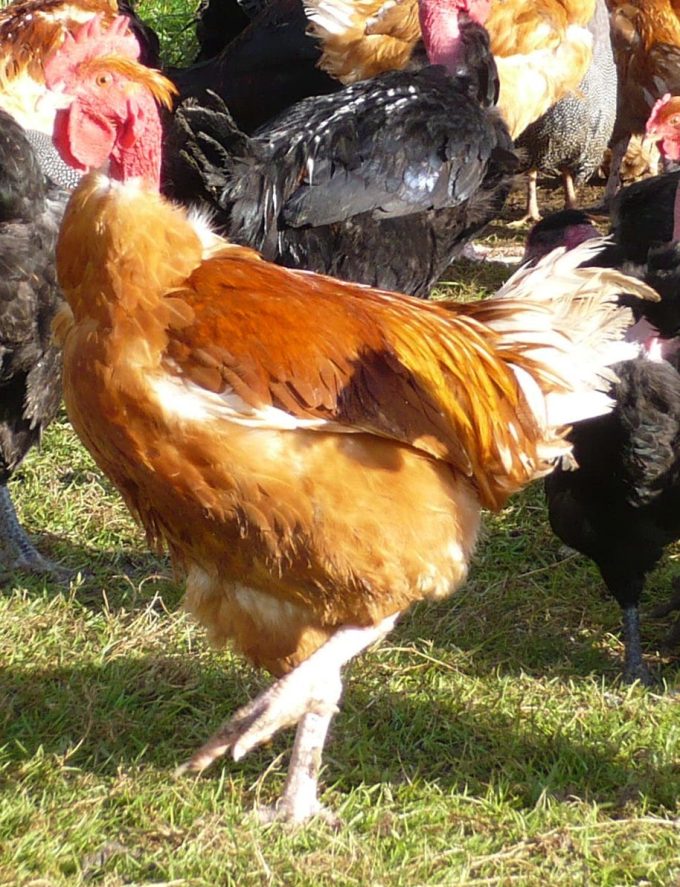 La Basse Cour et ses poulets de chair