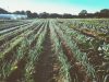 La Carotte Sauvage - culture bio de plein champ