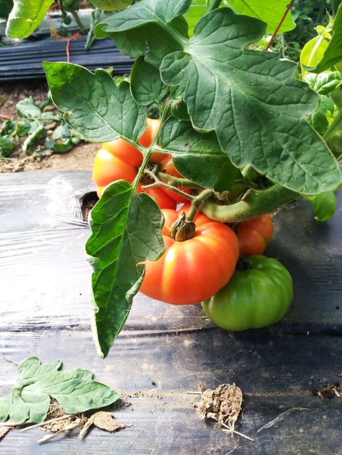 La Carotte Sauvage - les tomates