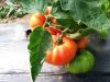 La Carotte Sauvage - les tomates