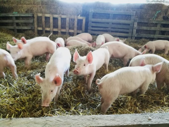 Le P'tit Fermier de Kervihan - cochons sur paille