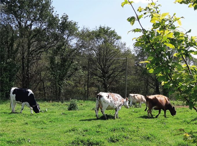 Le P'tit Fermier de Kervihan - vaches au pré