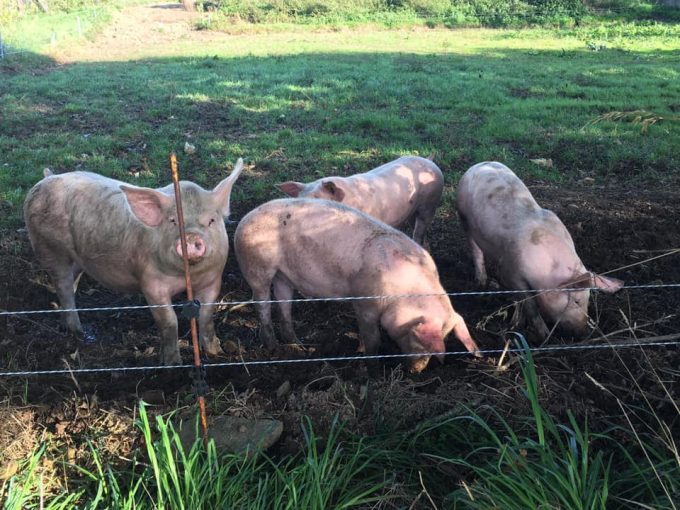 Le P'tit Fermier de Kervihan - cochons de plein air