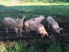 Le P'tit Fermier de Kervihan - cochons de plein air