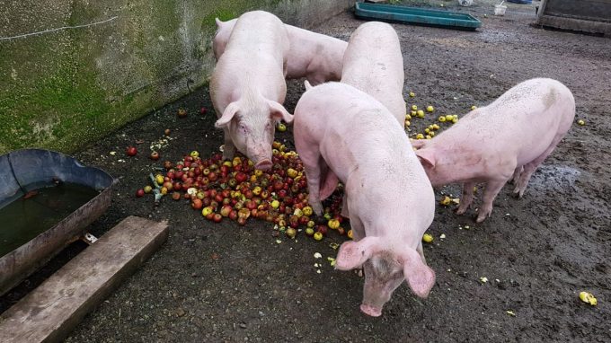 Le P'tit Fermier de Kervihan - cochons bien nourris