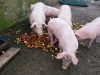 Le P'tit Fermier de Kervihan - cochons bien nourris