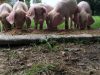 Les Cochons de Porh le Gall - alimentation maison
