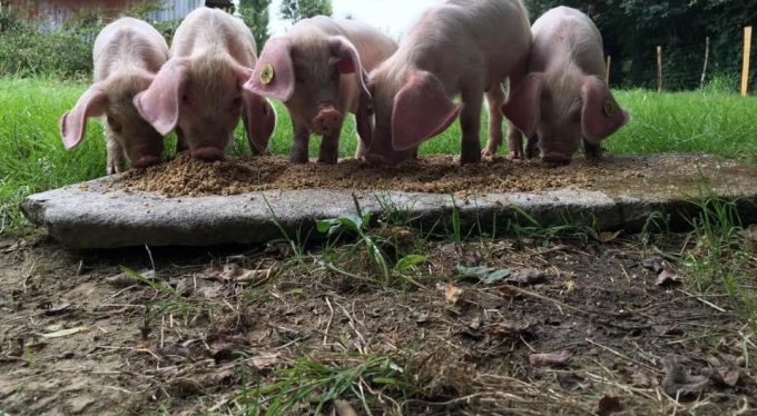 Les Cochons de Porh le Gall - alimentation maison