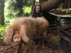 Les Cochons de Porh le Gall - élevé en plein air, même sous la pluie