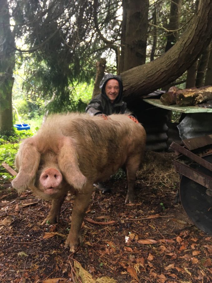 Les Cochons de Porh le Gall - élevé en plein air, même sous la pluie