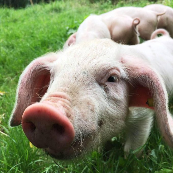 Les Cochons de Porh le Gall
