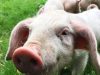 Les Cochons de Porh le Gall