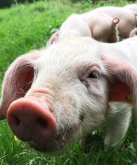 Les Cochons de Porh le Gall