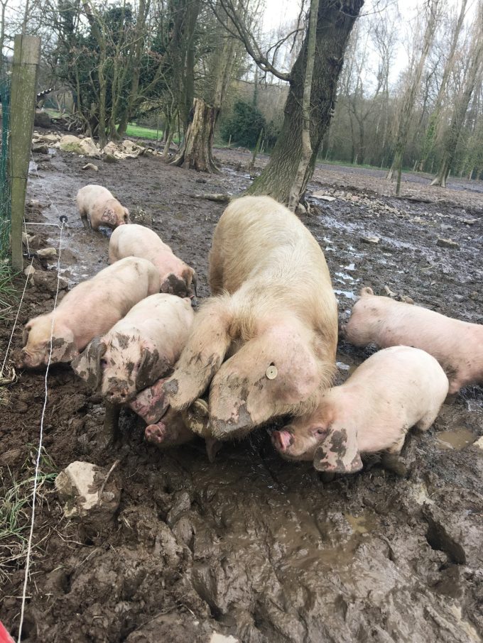 Les Cochons de Porh le Gall - mère et jeunes