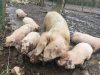 Les Cochons de Porh le Gall - mère et jeunes