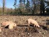 Les Cochons de Porh le Gall - cochons fouisseurs
