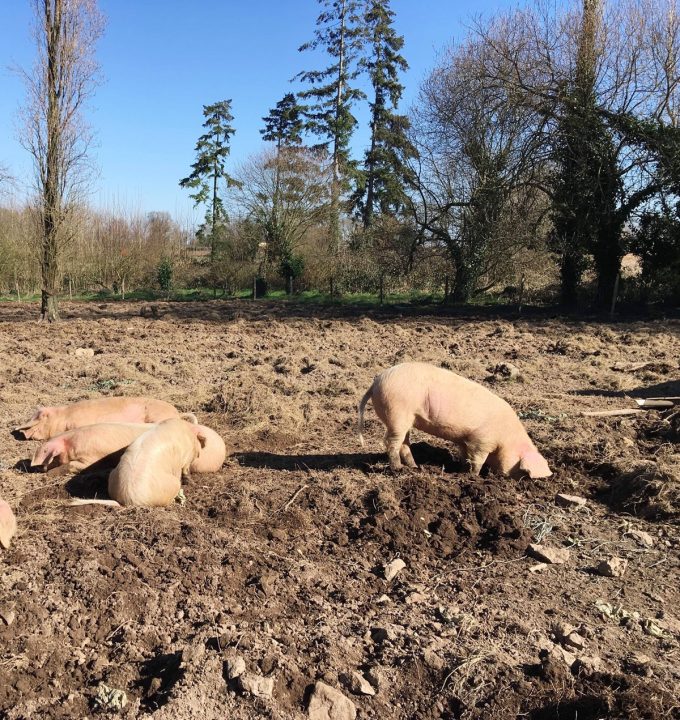 Les Cochons de Porh le Gall - cochons fouisseurs