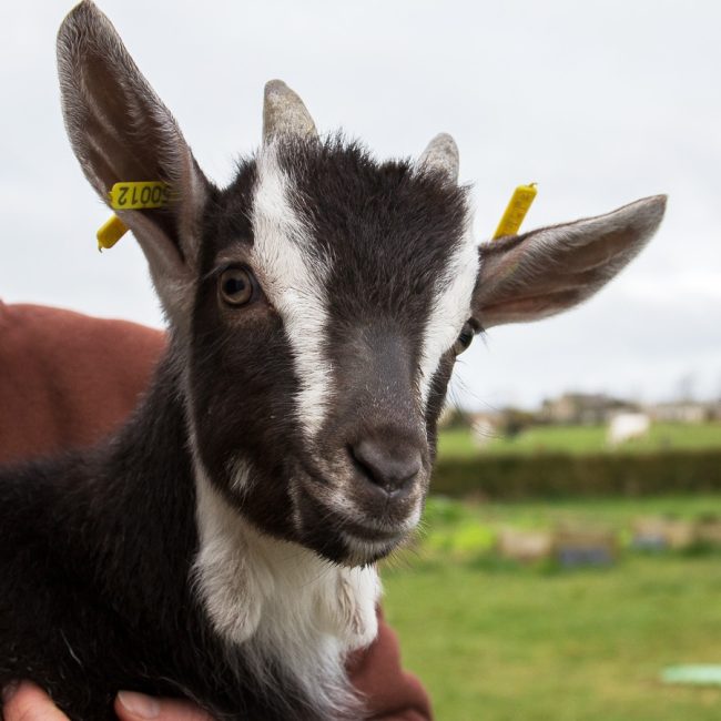 Pampilles et Cabrioles