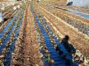 Au Potager de Kervoigen - sillons de maraîchage