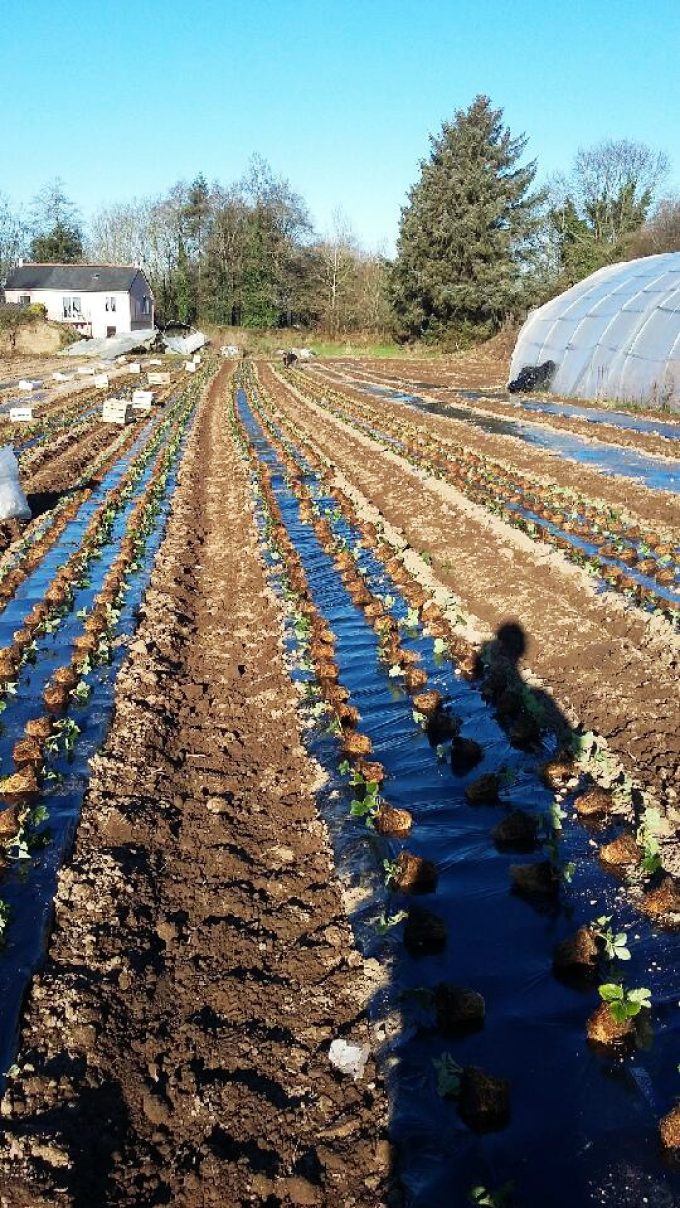 Au Potager de Kervoigen - sillons de maraîchage
