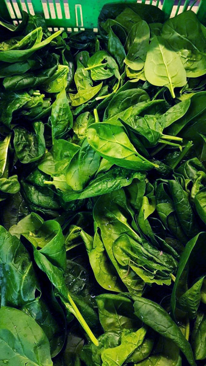 Au Potager de Kervoigen - épinards