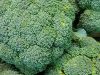 Au Potager de Kervoigen - beaux brocolis