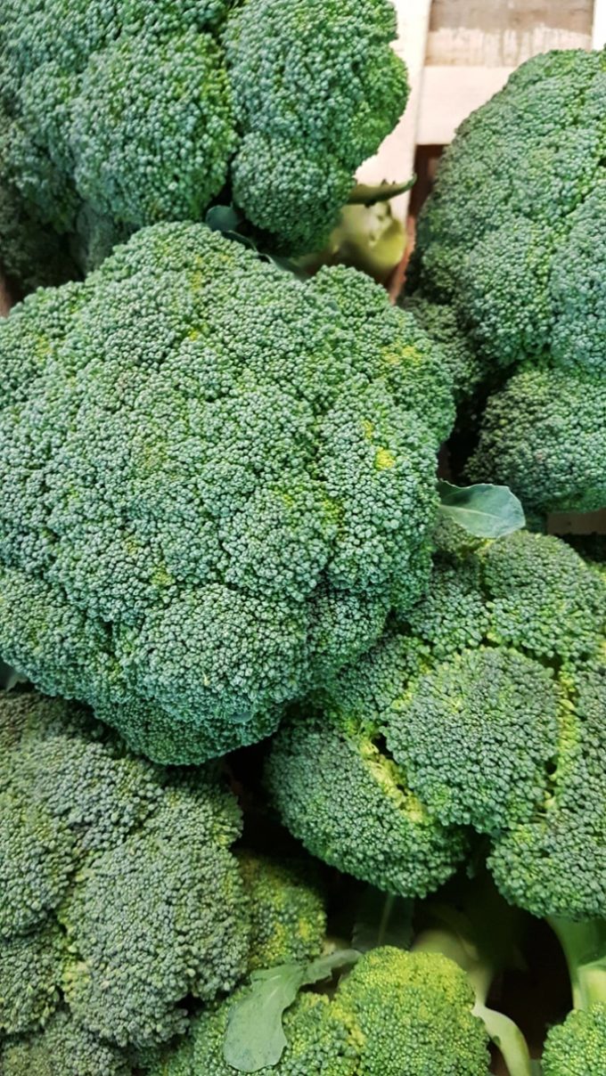 Au Potager de Kervoigen - beaux brocolis