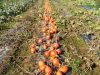 Au Potager de Kervoigen - oignons de pleine terre
