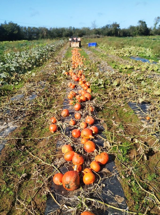 Au Potager de Kervoigen - oignons de pleine terre
