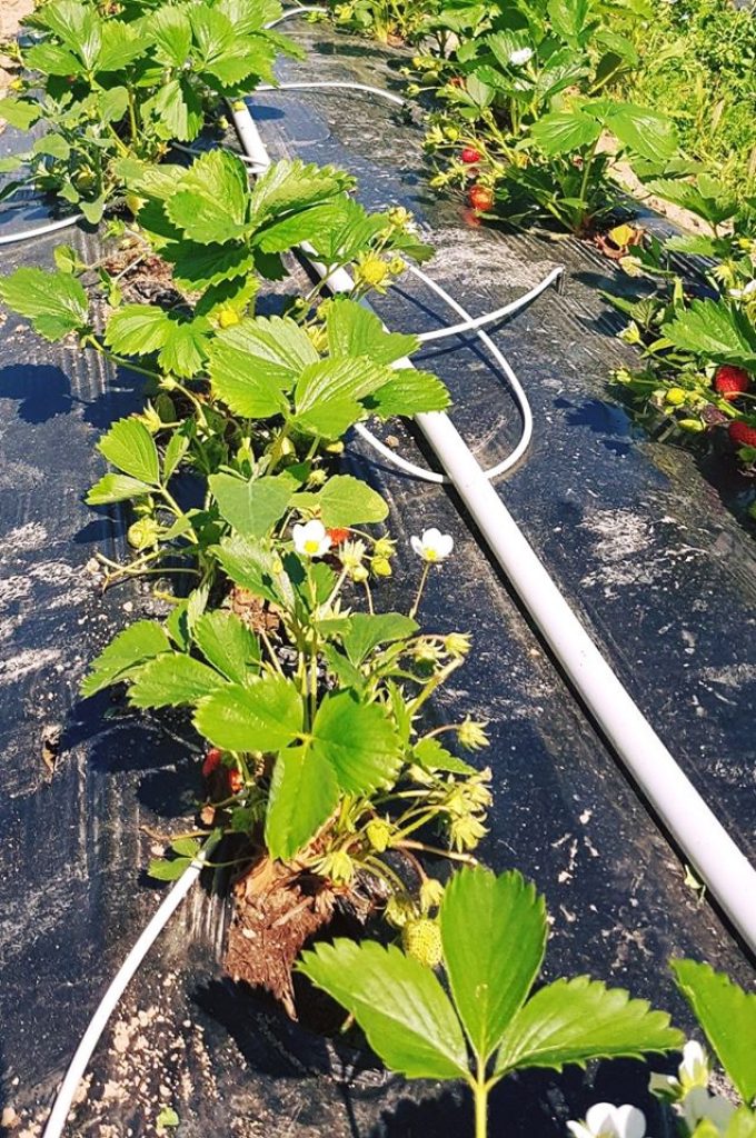 Au Potager de Kervoigen - fraisiers