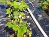 Au Potager de Kervoigen - fraisiers