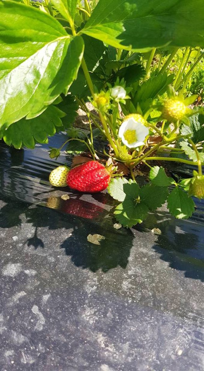 Au Potager de Kervoigen - fraises