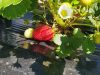Au Potager de Kervoigen - fraises