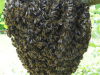 Essaim d'abeille noire bretonne