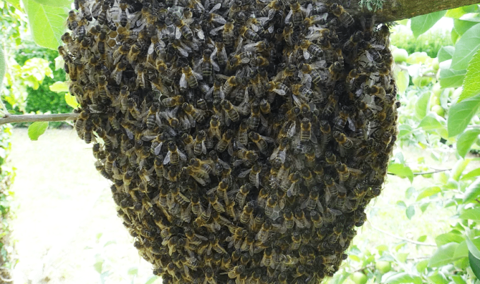 Essaim d'abeille noire bretonne