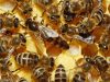 Les Ruchers des Grés - Abeille européenne
