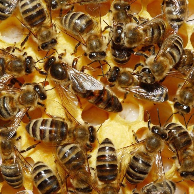 Les Ruchers des Grés - Abeille européenne
