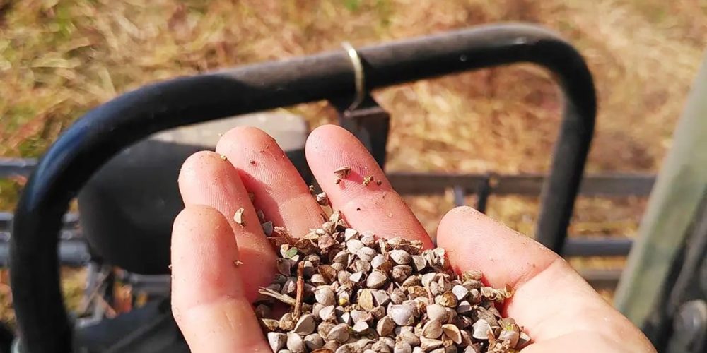 Céréales sans gluten : 9 idées pour changer du riz et des patates !