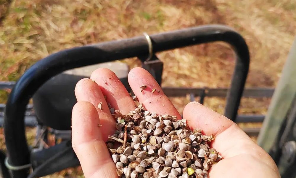Céréales sans gluten : 9 idées pour changer du riz et des patates !