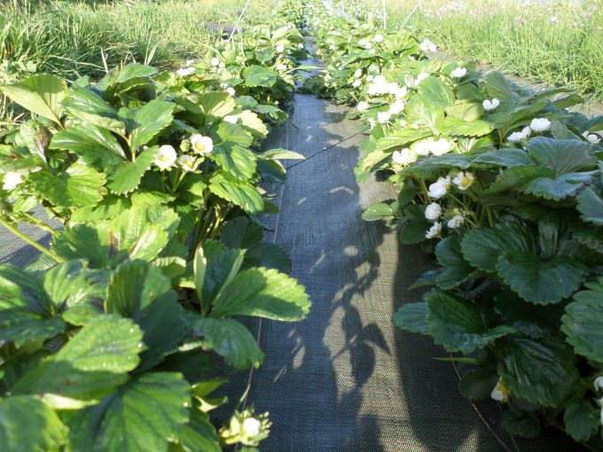 Nos fraises