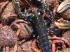 Araignées et homard