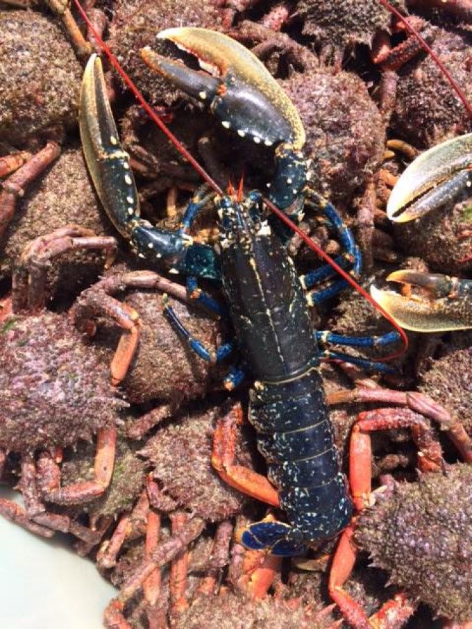 Araignées et homard