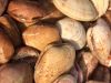 Coquillages
