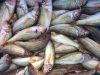 Poissons frais