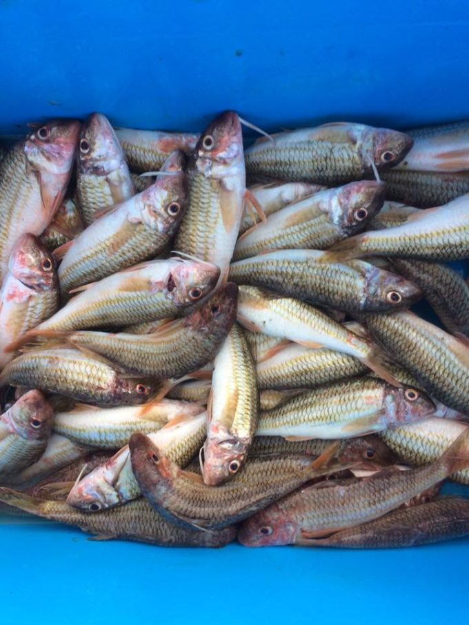 Poissons frais